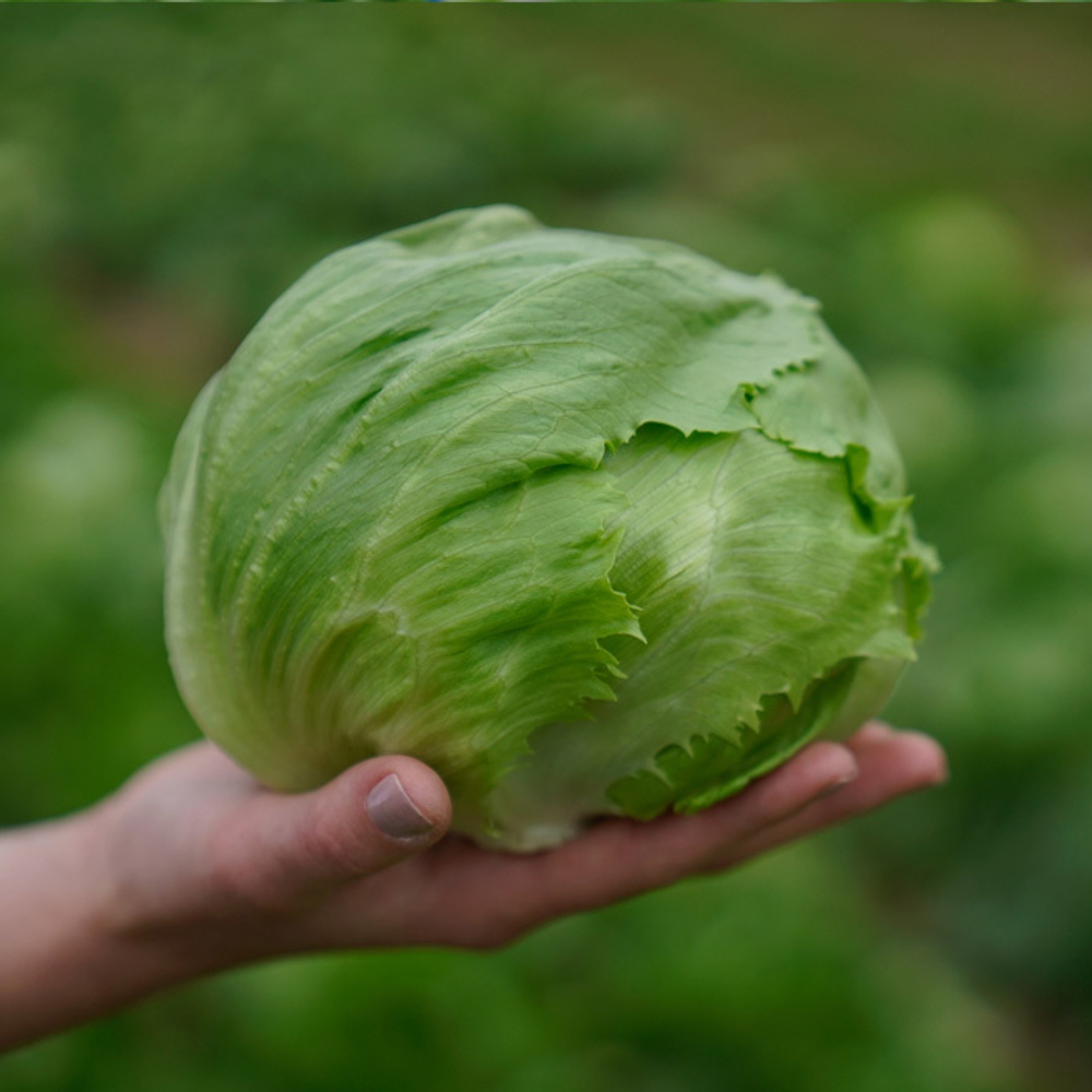 Айс Мюзик семена салата айсберг (Syngenta / Сингента)