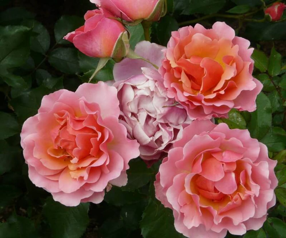 Жан Кокто (Jean Cocteau)