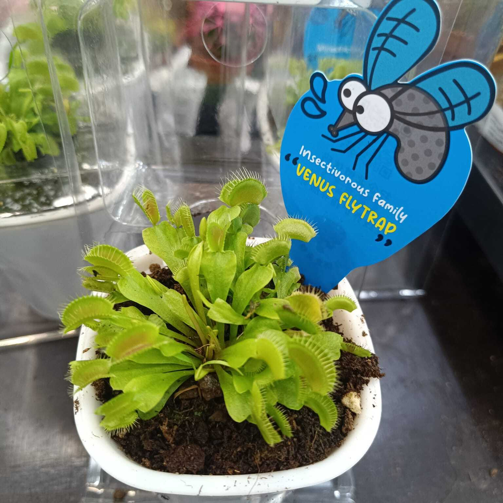 Дионея Мусципула