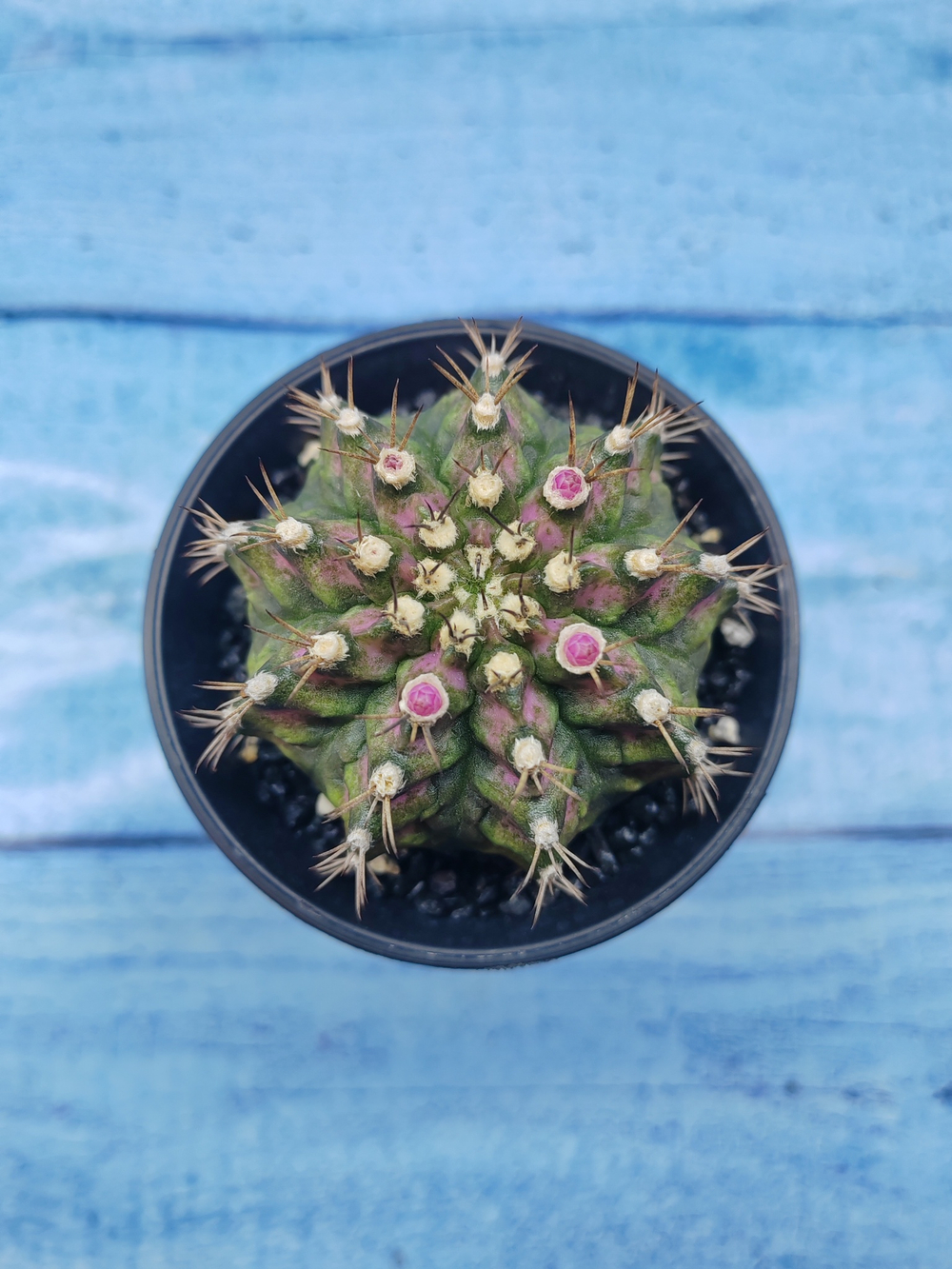 Gymnocalycium T-Rex Pink hybride (Гимнокалициум T-rex)