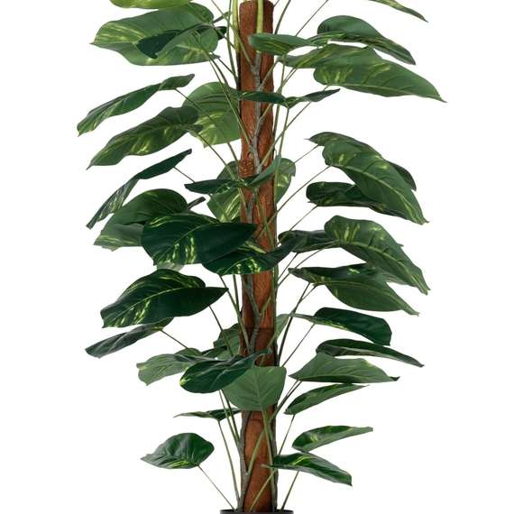 Диффенбахия высота 152 см