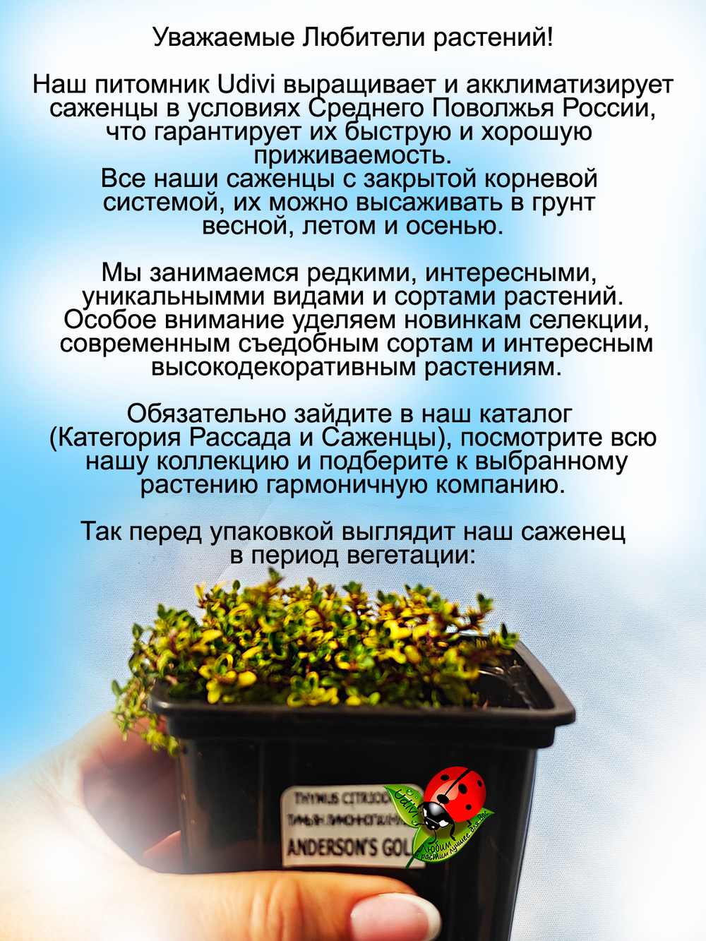 Тимьян Бертрам Андерсон лимонный чабрец золотой