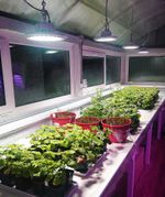 Фитолампы для рассады на подоконнике, освещающие молодые растения в помещении