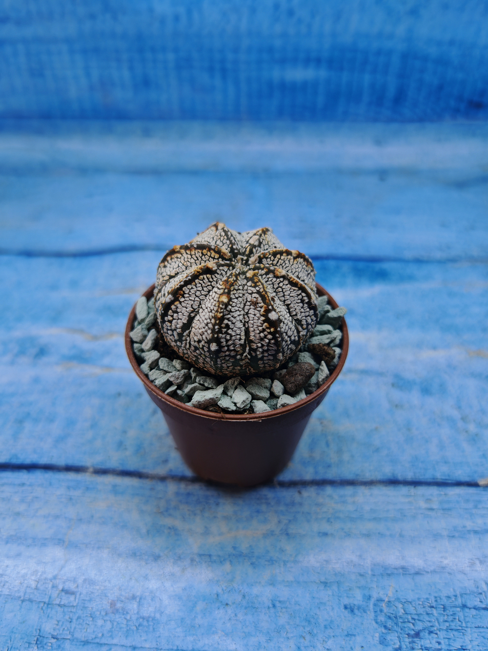Astrophytum Asterias "Super Kabuto" (Астрофитум)