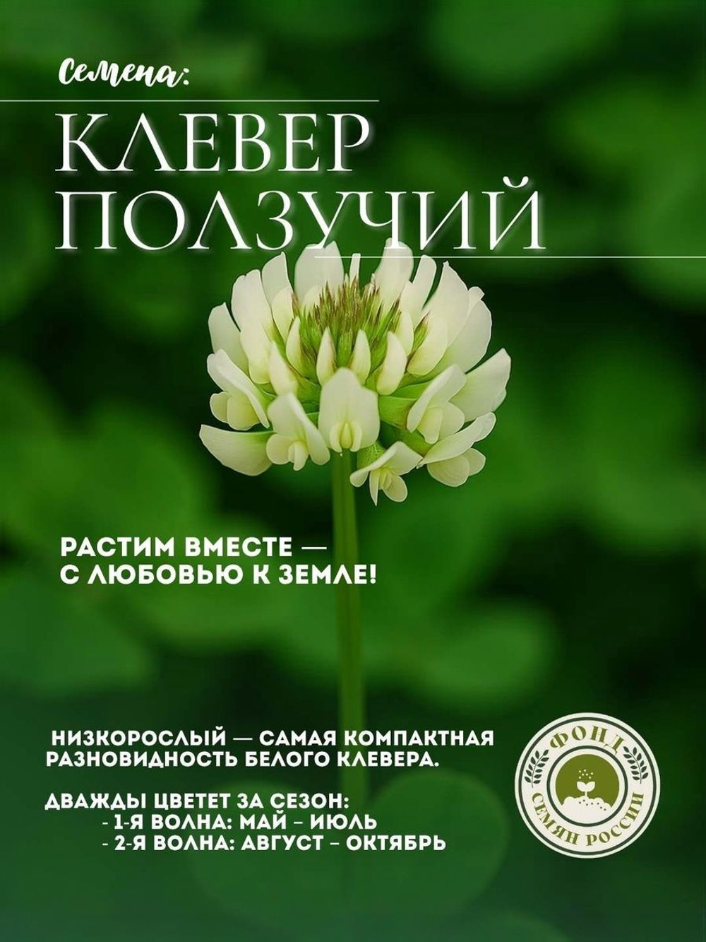 Мавританский газон "Альпийский луг", семена 30 грамм, 2 кв.м.