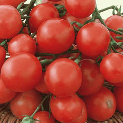 Новатто F1 семена томата детерминантного (Гавриш)
