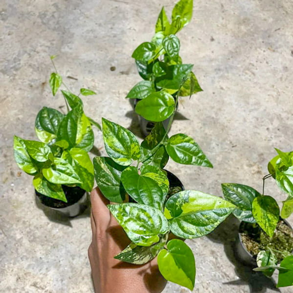 Перец 08 Бетель Русалка