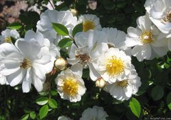 Ниагара Фоллс (Niagara Falls)