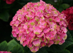 "Меджикал Джевел пинк" ("Magical Jewel Pink") С2 (2л)