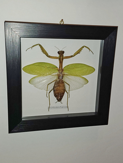 Богомол Rhombodera fratricida в рамке