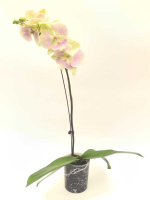 Фаленопсис (Орхидея) 1 РР(белый)