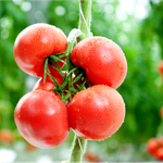 Азор F1 семена томата индетерминантного (Гавриш)