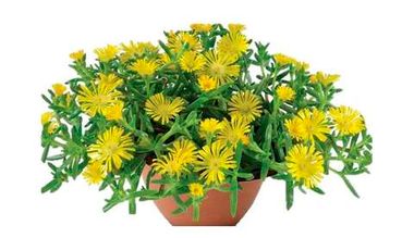 37118 Делосперма SANDGEM Yellow (Весна 2026)