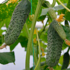 Туми F1 семена огурца партенокарпического (Enza Zaden / Энза Заден)