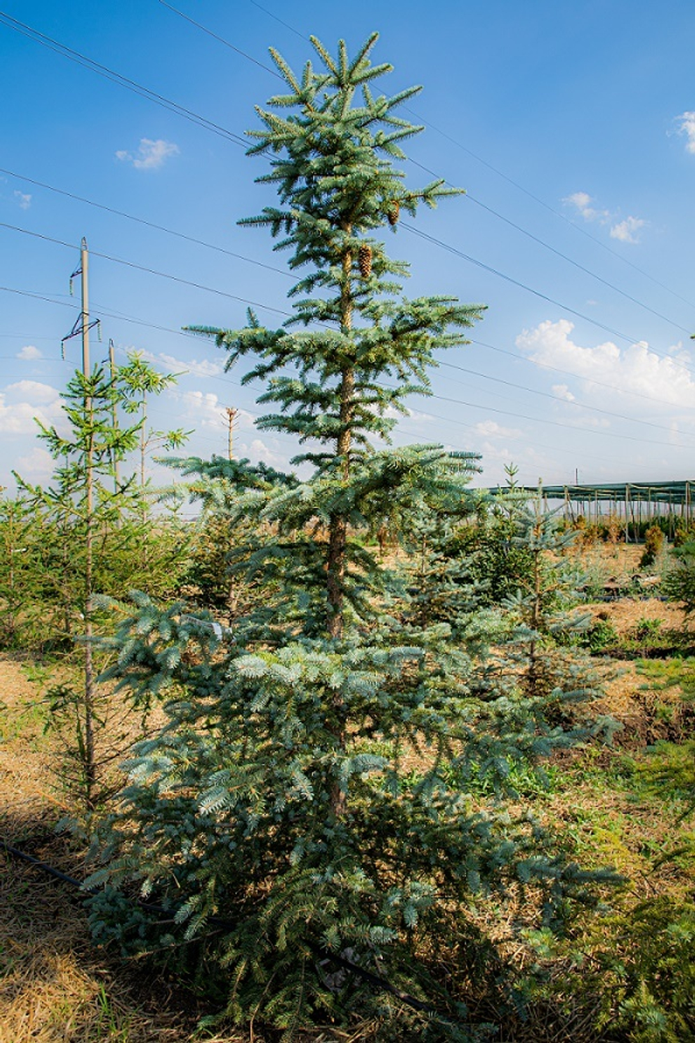 Ель колючая Глаука Мисти Блю (ком) 250-300