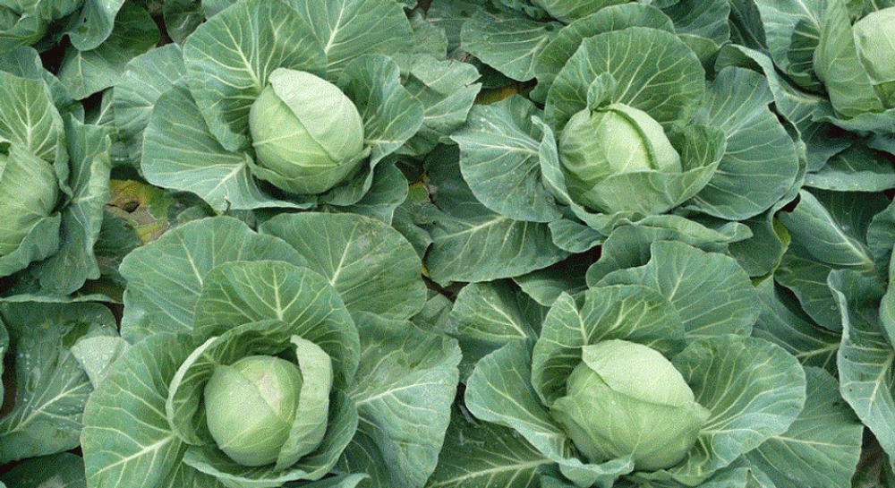 Грин Флэш F1 семена капусты белокочанной (Seminis / Семинис)