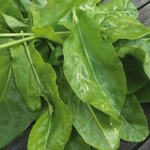 Широколистный семена щавеля (Гавриш)