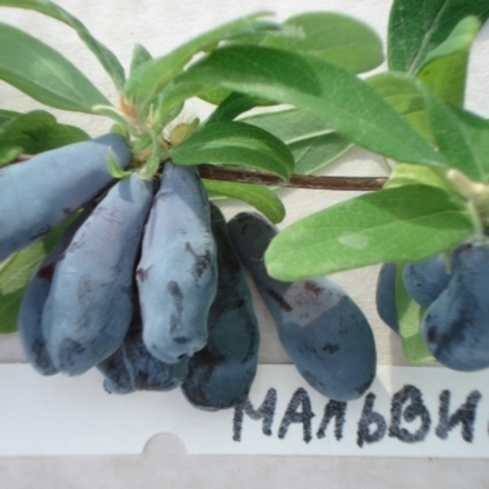 Жимолость Мальвина