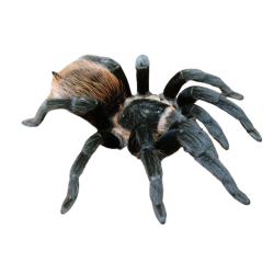 Паук-птицеед Brachypelma vagans (Мексиканский красноволосковый птицеед)