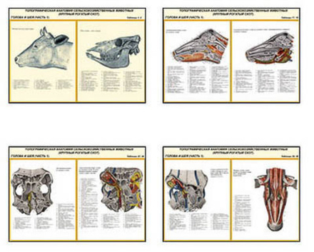 Плакаты ПРОФТЕХ "Топограф. анатомия. Круп. рог. скот. Голова и шея" (26 пл, винил, 70х100)