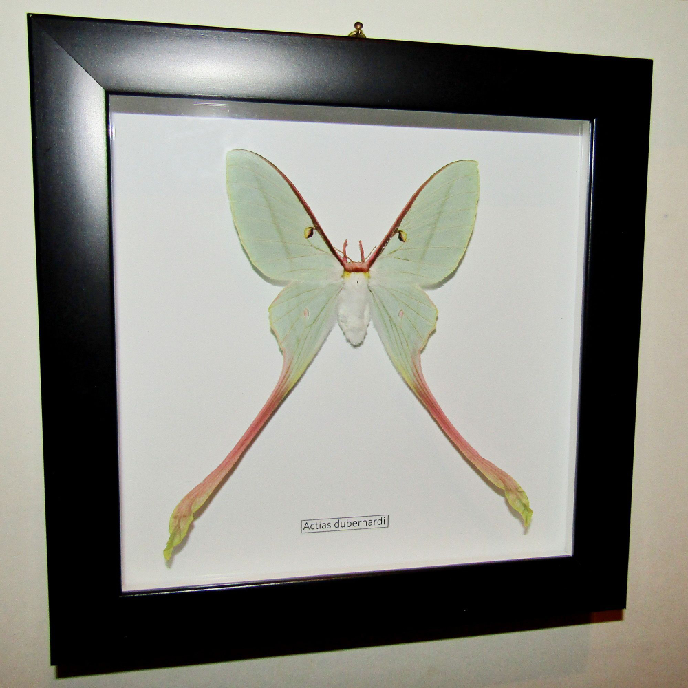 Бабочка Actias dubernardi самка в рамке