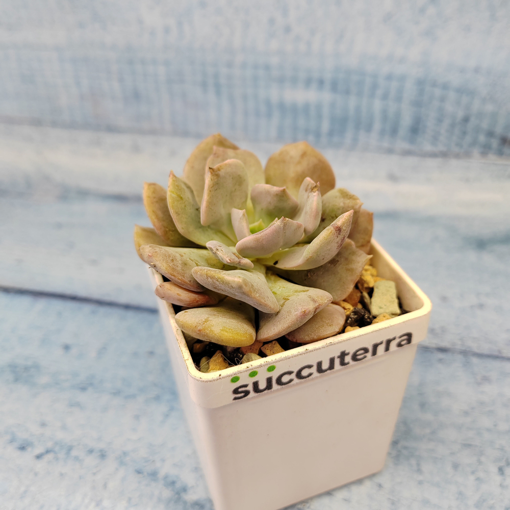 Echeveria Cubic Frost (Эхеверия)