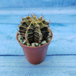 Gymnocalycium Friedrichii (Гимнокалициум)