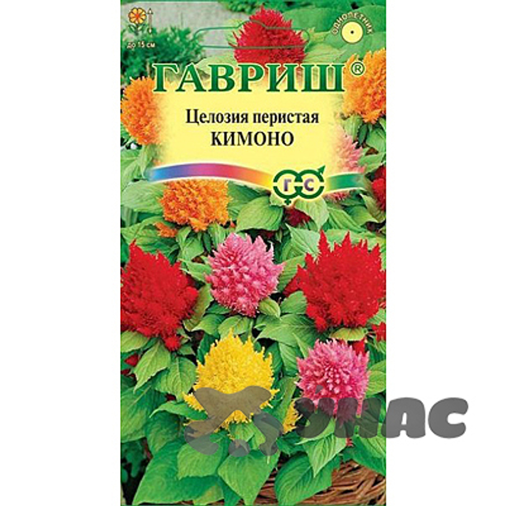 Целозия Кимоно перистая смесь Гавриш Ц
