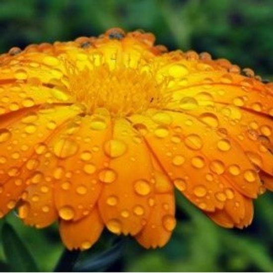 Цветы календула