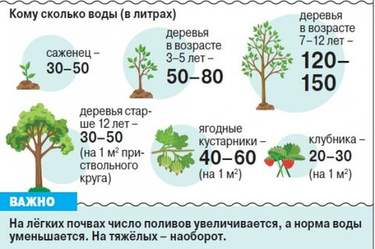 Полив плодового сада в июне: главные правила для сочного урожая
