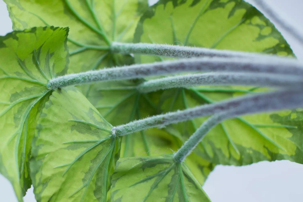 Бегония большая