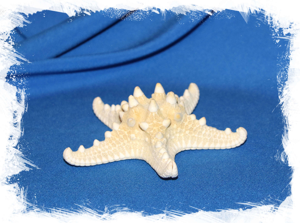 Декоративная морская звезда купить