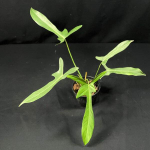 Филодендрон LONGILOBATUM LELANO MIYANO