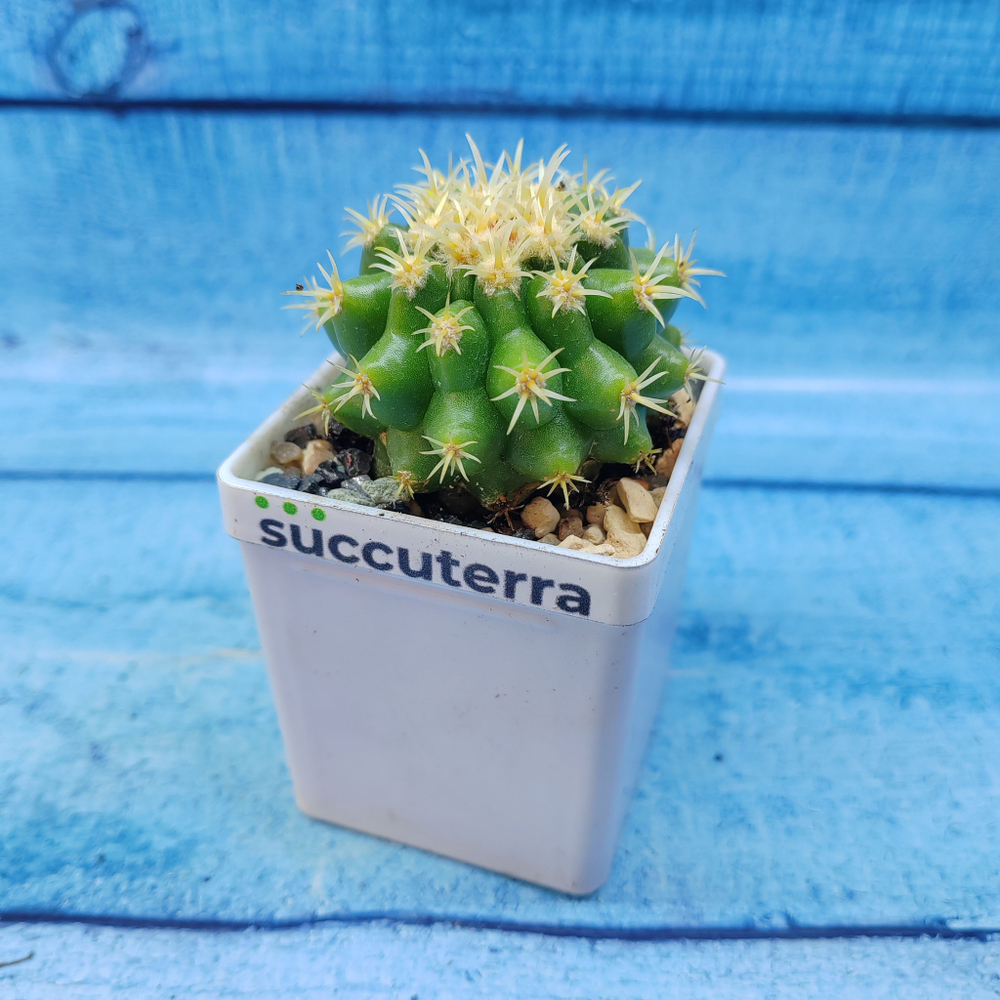 Echinocactus Brevispinus (Эхинокактус)