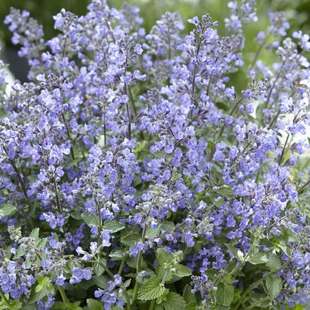Котовник Фассена "Purrsian Blue". Nepeta faassenii "Purrsian Blue".