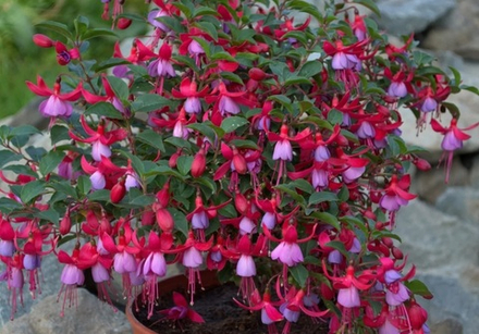 ЕВРО Fuchsia Bella Sarah укореннный черенок ОКС ФЕВРАЛЬ