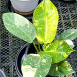 Филодендрон GREEN CONGO HYBRID