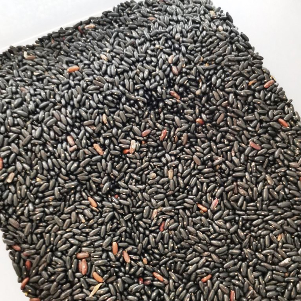 Фасоль Чёрная Кустовая Черокки - Black Bush Cherokee Bean