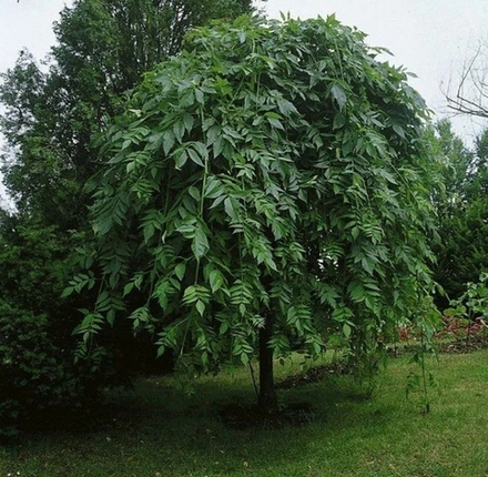 Ясень плакучий