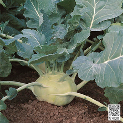 Коссак F1 семена капусты кольраби (Bejo / Бейо)