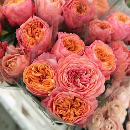 Викторианский Секрет (Victorian Secret)