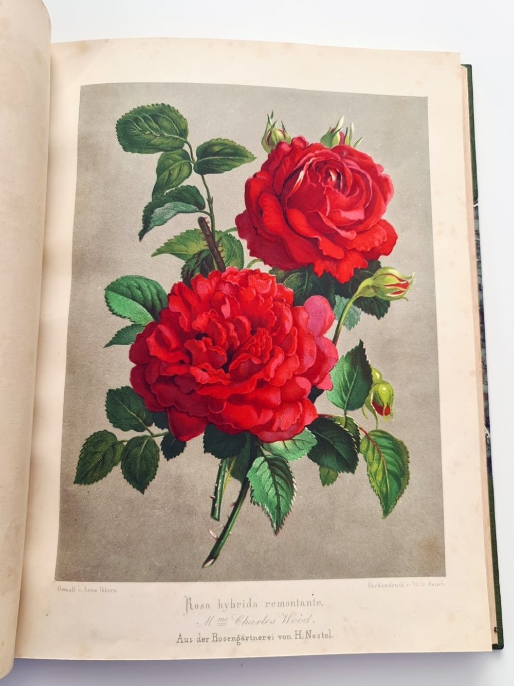 "Nestel`s Rosengarten. [  Сад роз Нестела]". E. Schweizerbartsche Verlagshandlung. 1869г.