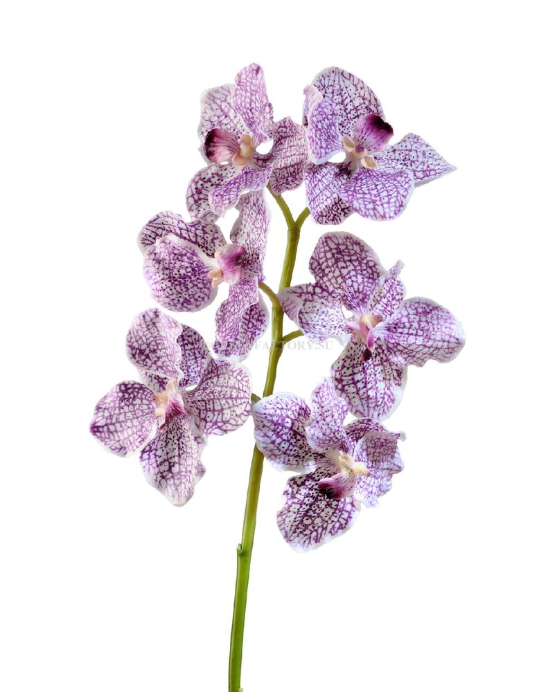 Орхидея Ванда бело-фиолетовая