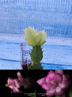 Schlumbergera cv. Windsor (Шлюмбергера)