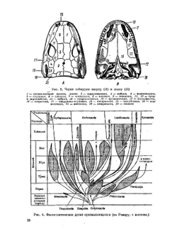 Зоология позвоночных. Часть 2. Пресмыкающиеся, птицы, млекопитающие | Н. П. Наумов; Н. Н. Карташев