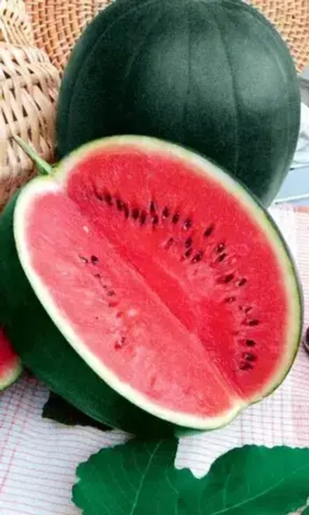 Арбуз Сибирские Огни 10шт УрДачник