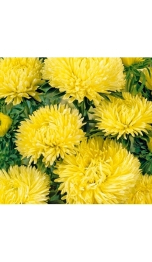 Астра розовидная Леди Корал Янтарная царица