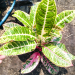 Кротон GRESH PINK