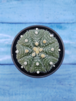 Astrophytum Asterias (Астрофитум)