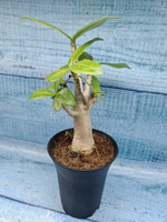 Adenium Baobab (Адениум)